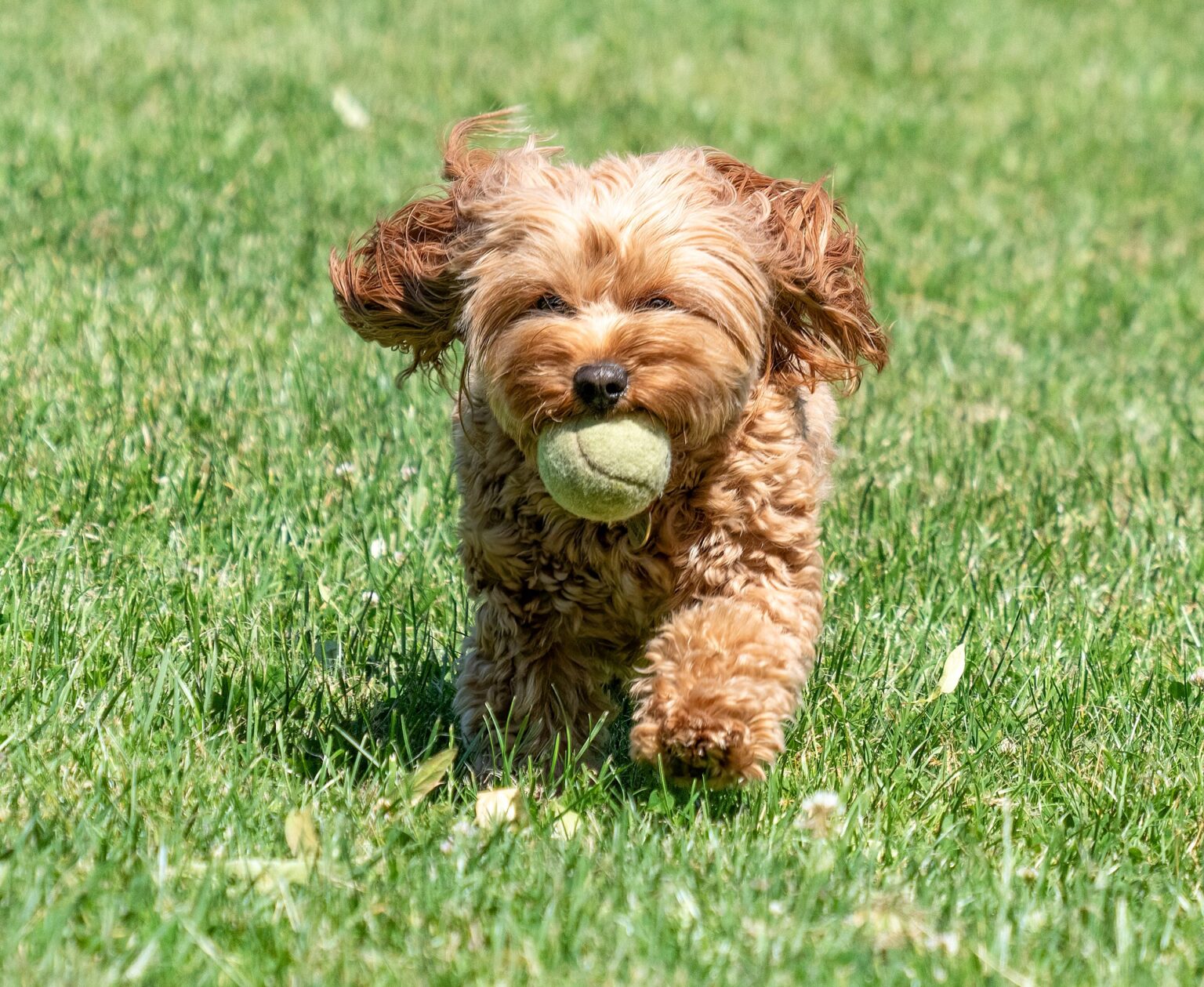 Tennis Ball Fix
